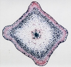 Psilotum