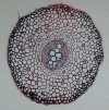 Polypodium