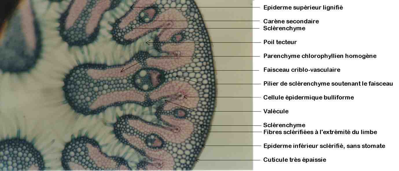 CT d'oyat (*100)