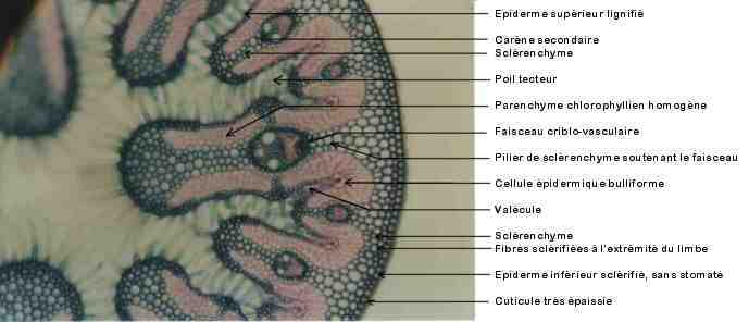 CT d'oyat (*100)